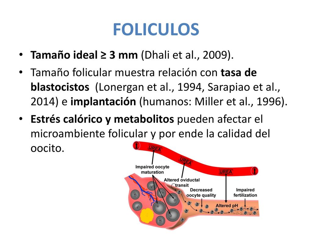 FOLICULOS Tamaño ideal ≥ 3 mm (Dhali et al., 2009).