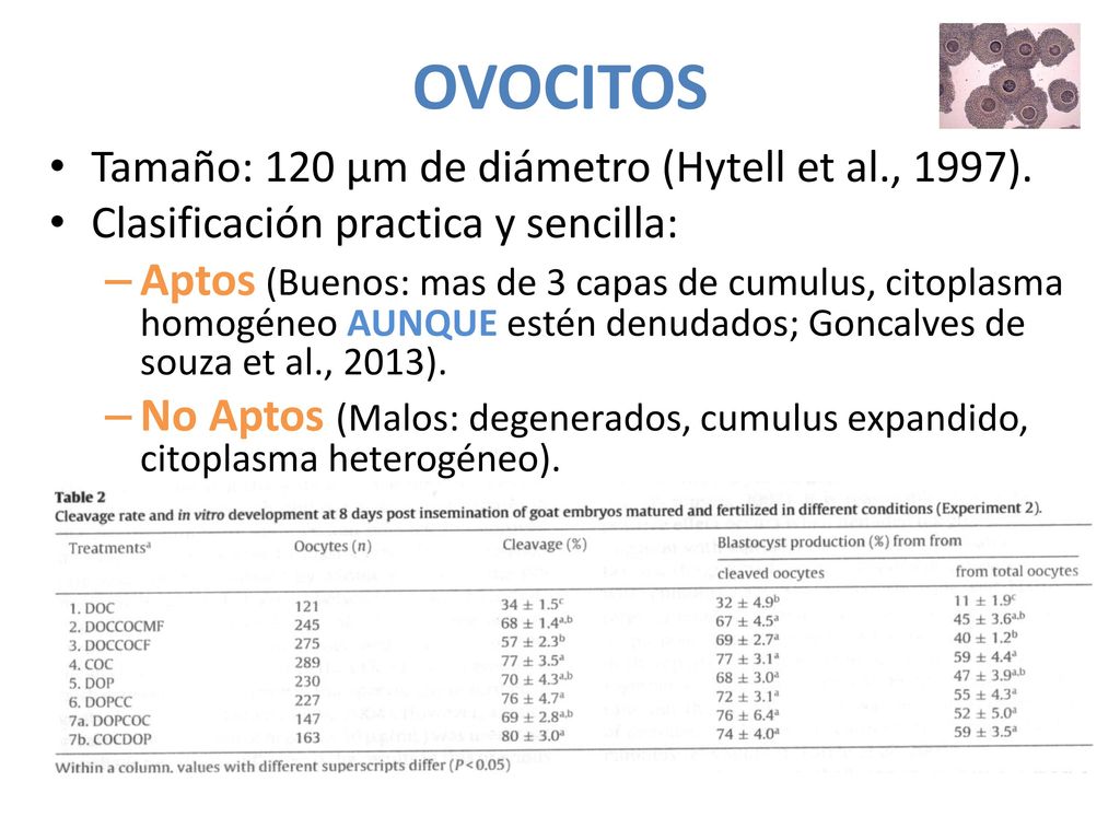 OVOCITOS Tamaño: 120 µm de diámetro (Hytell et al., 1997). Clasificación practica y sencilla: