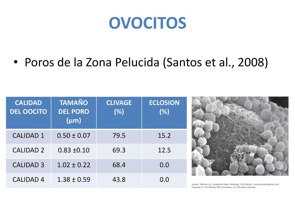 OVOCITOS Poros de la Zona Pelucida (Santos et al., 2008)
