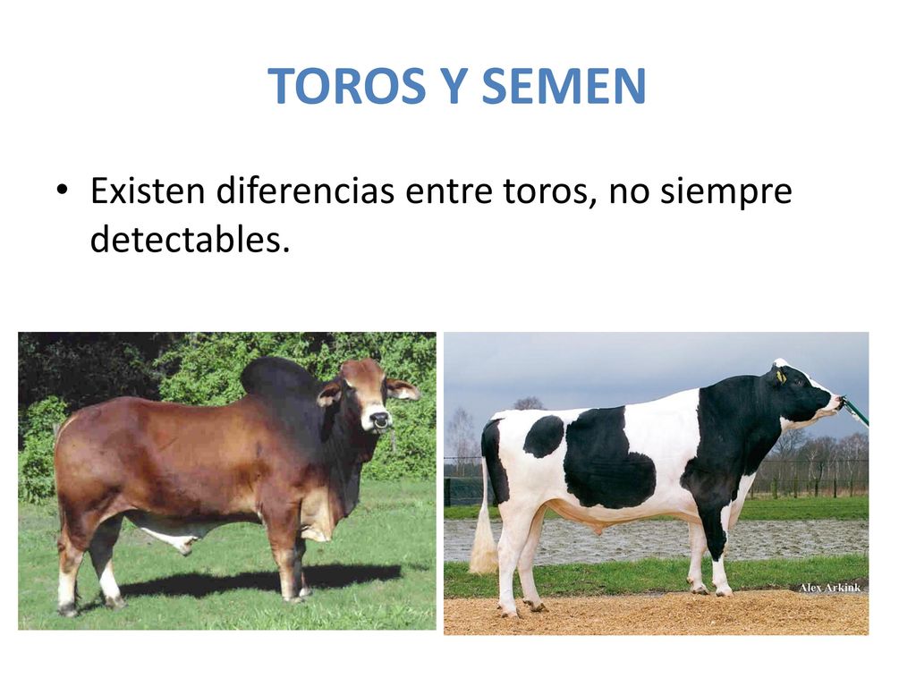 TOROS Y SEMEN Existen diferencias entre toros, no siempre detectables.
