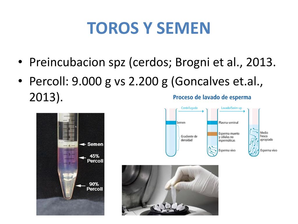 TOROS Y SEMEN Preincubacion spz (cerdos; Brogni et al., 2013.