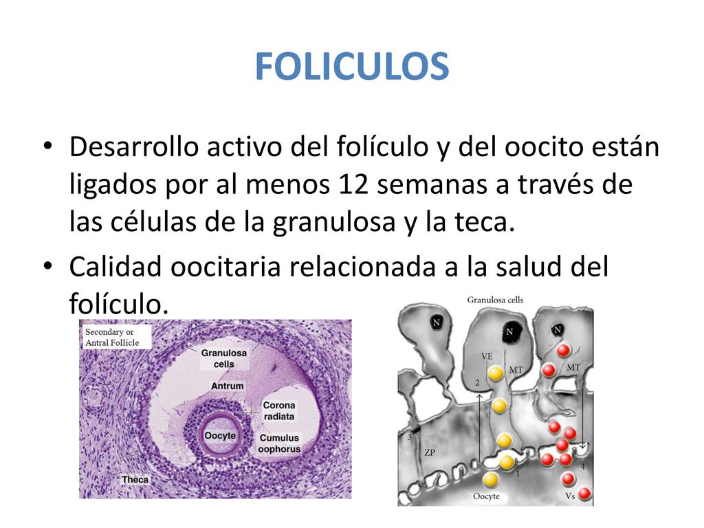 FOLICULOS Desarrollo activo del folículo y del oocito están ligados por al menos 12 semanas a través de las células de la granulosa y la teca.