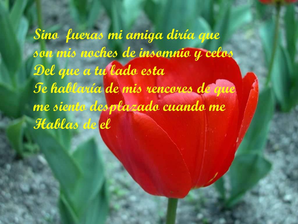 Sino fueras mi amiga diría que son mis noches de insomnio y celos