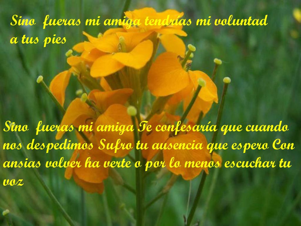 Sino fueras mi amiga tendrías mi voluntad a tus pies