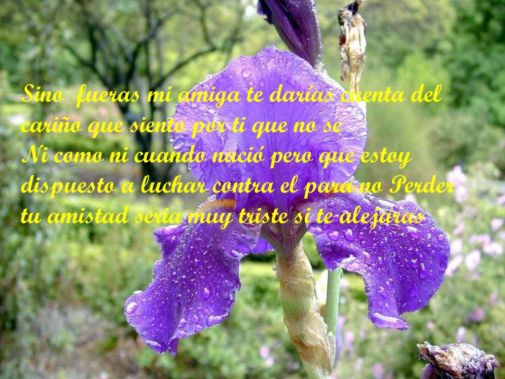Sino fueras mi amiga te darías cuenta del cariño que siento por ti que no se