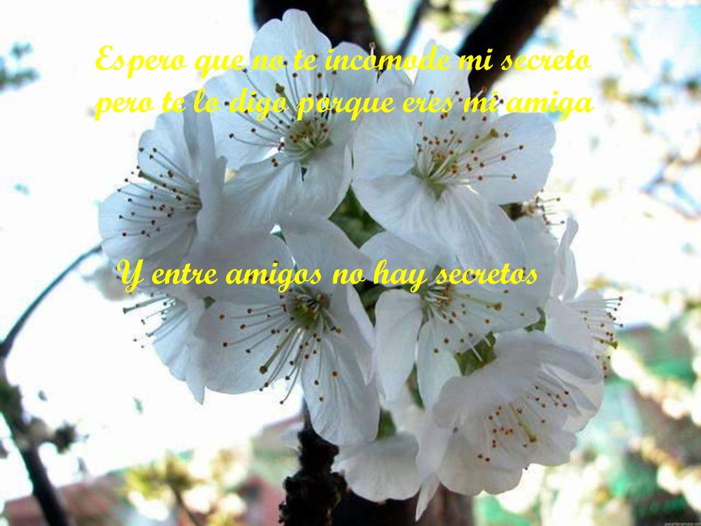 Espero que no te incomode mi secreto pero te lo digo porque eres mi amiga