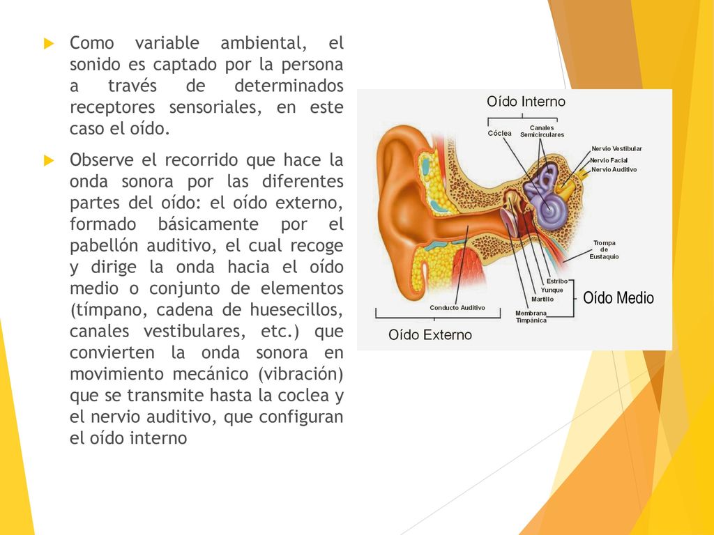 Como variable ambiental, el sonido es captado por la persona a través de determinados receptores sensoriales, en este caso el oído.