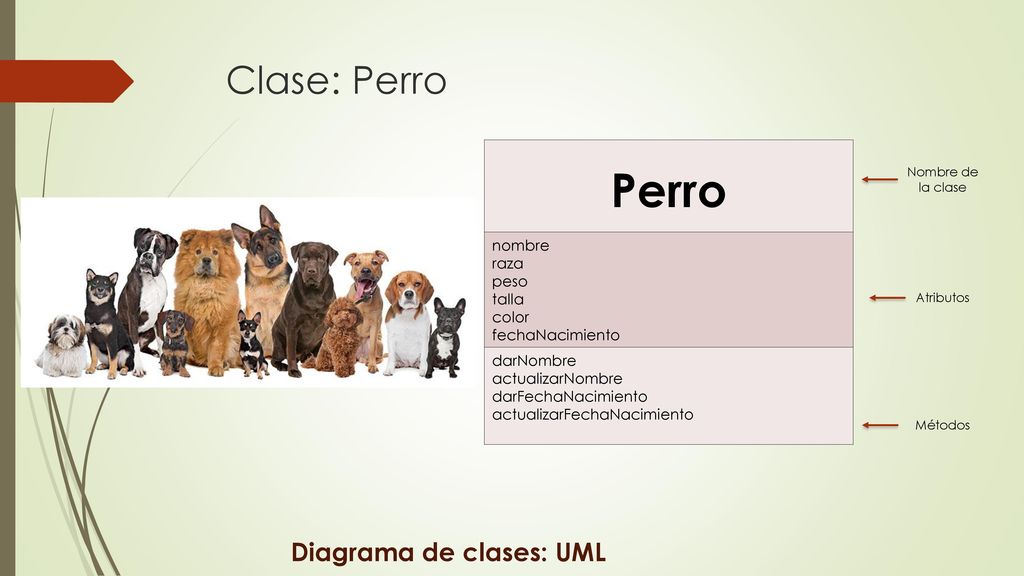 Perro Clase: Perro Diagrama de clases: UML nombre raza peso talla
