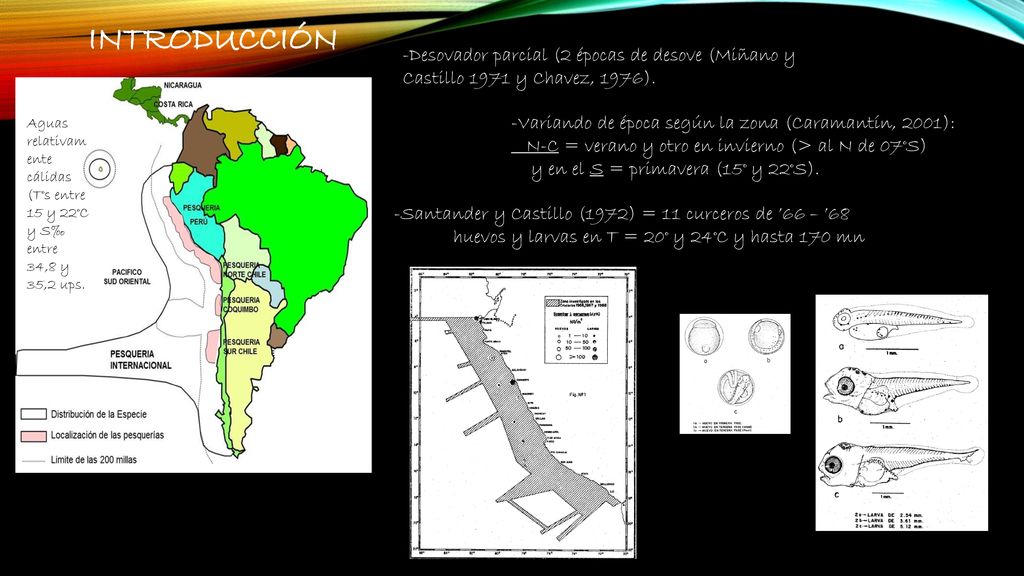 INTRODUCCIÓN Desovador parcial (2 épocas de desove (Miñano y Castillo 1971 y Chavez, 1976).
