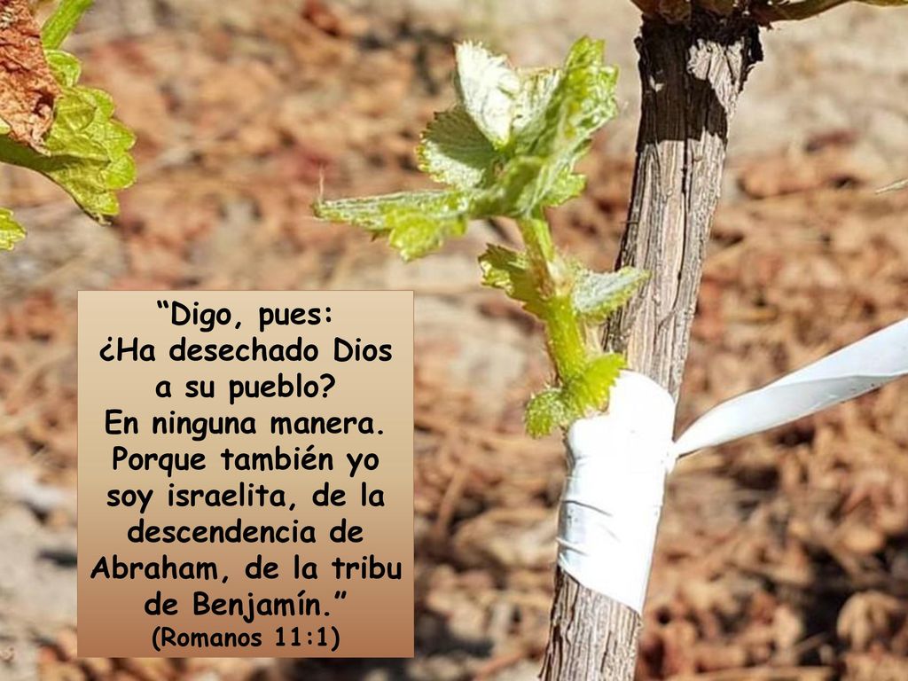 Digo, pues: ¿Ha desechado Dios a su pueblo. En ninguna manera