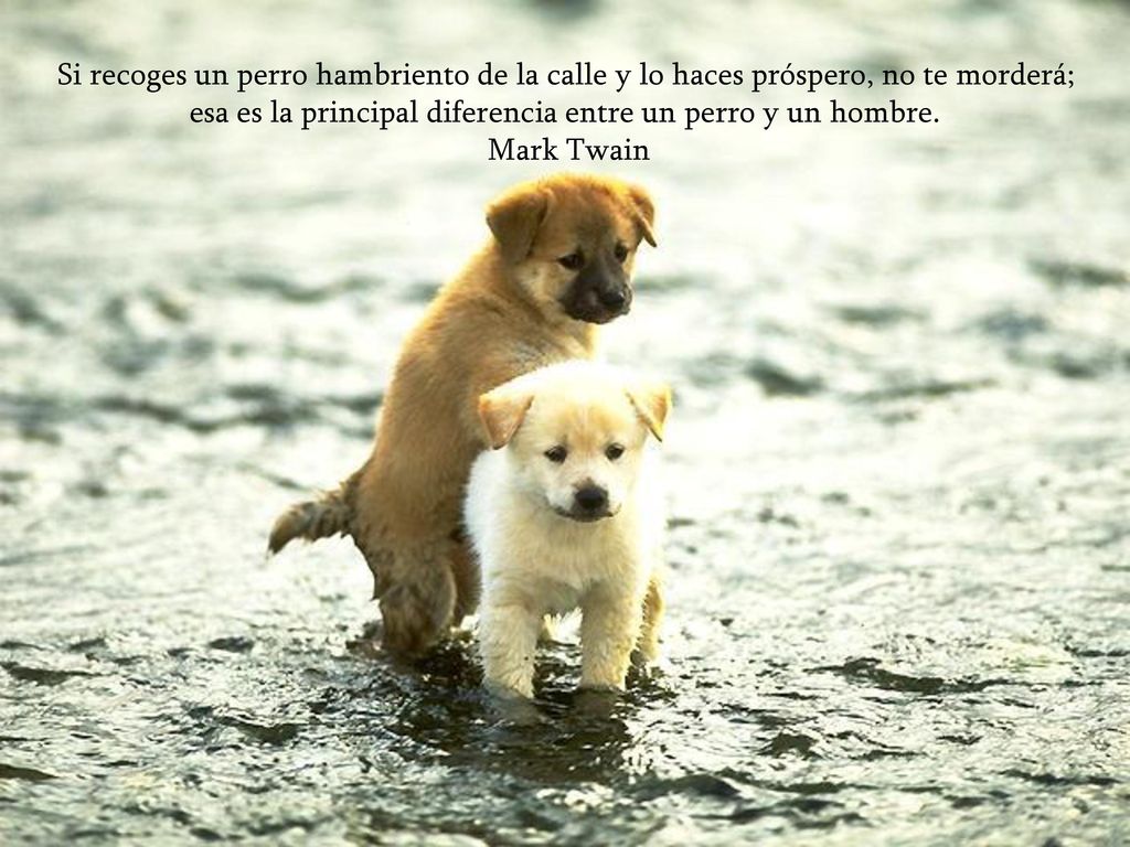 esa es la principal diferencia entre un perro y un hombre.