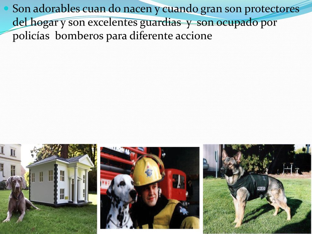 Son adorables cuan do nacen y cuando gran son protectores del hogar y son excelentes guardias y son ocupado por policías bomberos para diferente accione
