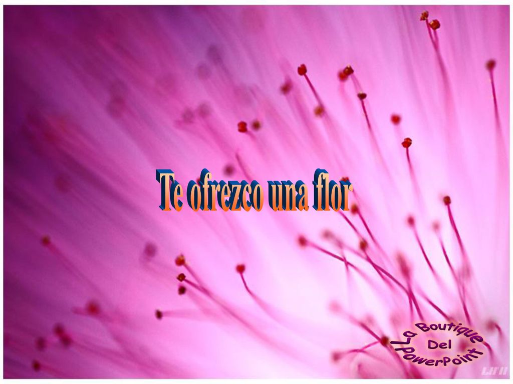 Te ofrezco una flor La Boutique Del PowerPoint