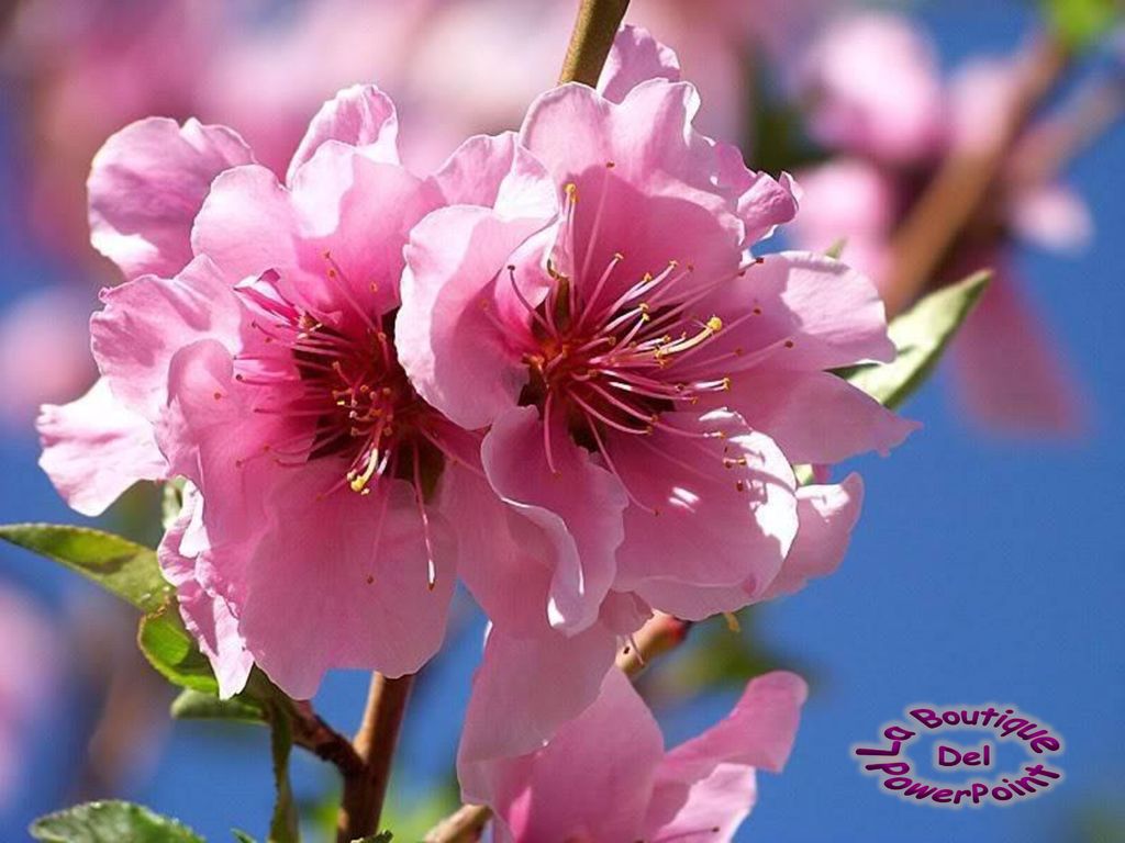 Цветок персика. Apricot Blossom. Нектарин цветы. Peach Blossom Flowers. Цветы персикового дерева.