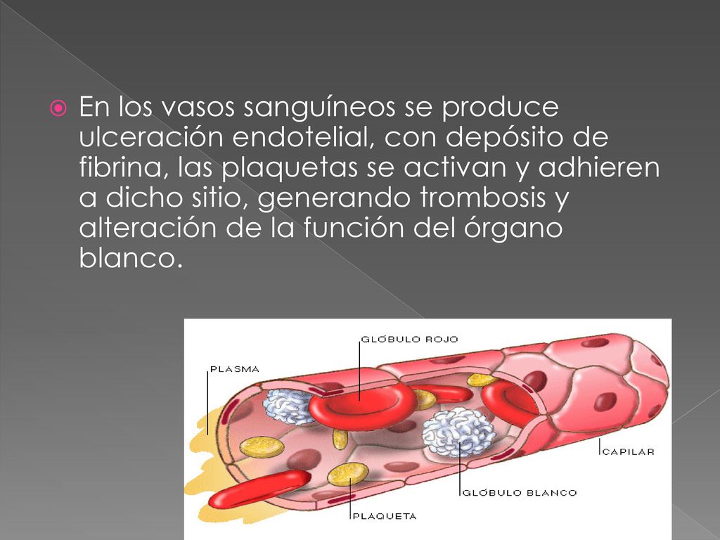 En los vasos sanguíneos se produce ulceración endotelial, con depósito de fibrina, las plaquetas se activan y adhieren a dicho sitio, generando trombosis y alteración de la función del órgano blanco.