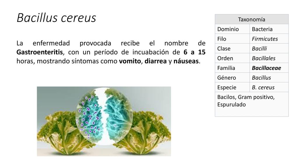 Bacillus cereus Taxonomía. Dominio. Bacteria. Filo. Firmicutes. Clase. Bacilli. Orden. Bacillales.