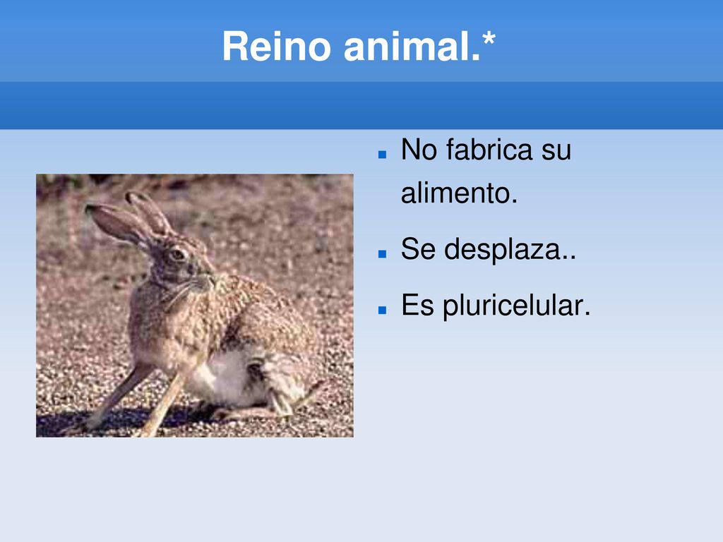 Reino animal.* No fabrica su alimento. Se desplaza.. Es pluricelular.