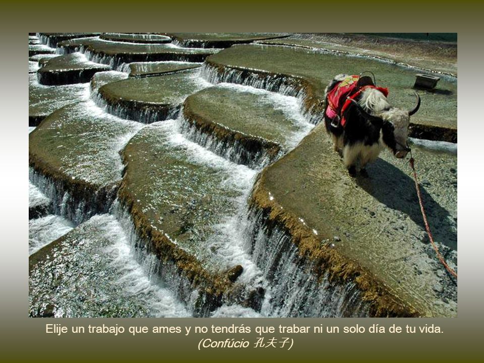 Elije un trabajo que ames y no tendrás que trabar ni un solo día de tu vida. (Confúcio 孔 夫子)