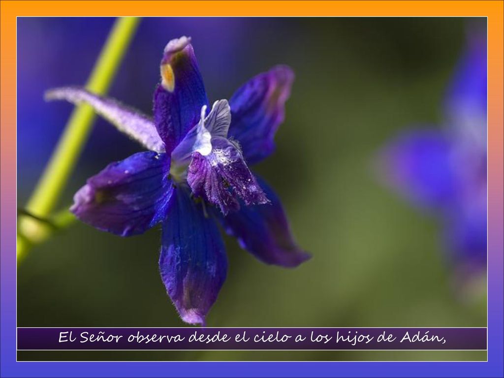 El Señor observa desde el cielo a los hijos de Adán,