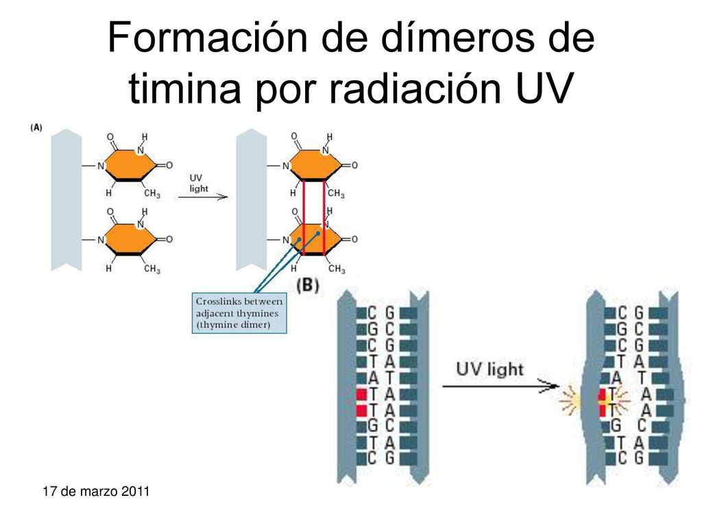 Formación de dímeros de timina por radiación UV