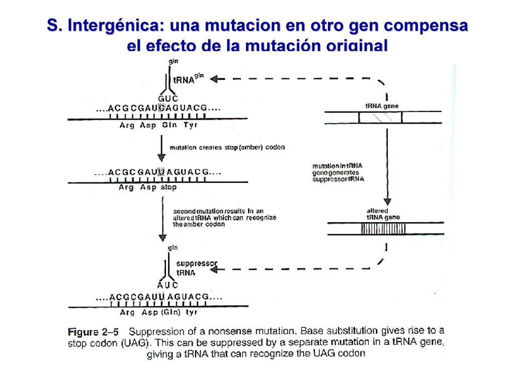 S. Intergénica: una mutacion en otro gen compensa el efecto de la mutación original
