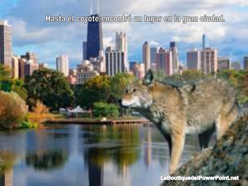 Hasta el coyote encontró un lugar en la gran ciudad.