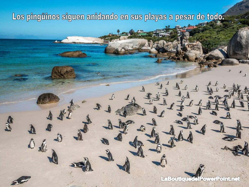Los pingüinos siguen anidando en sus playas a pesar de todo.