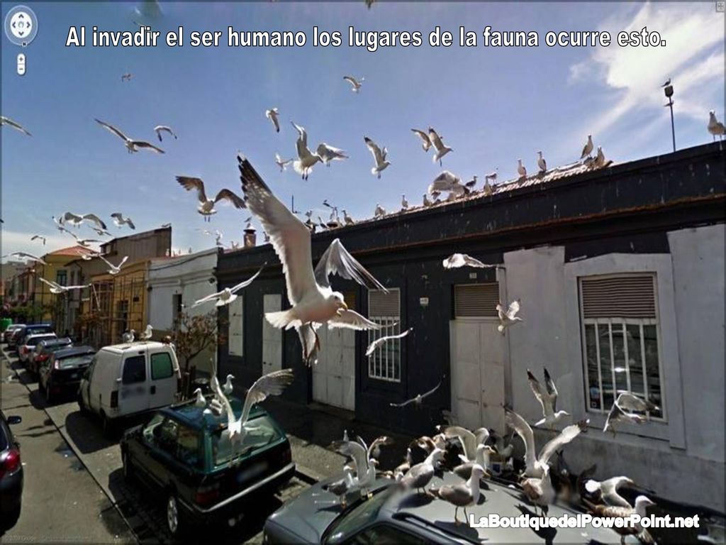 Al invadir el ser humano los lugares de la fauna ocurre esto.