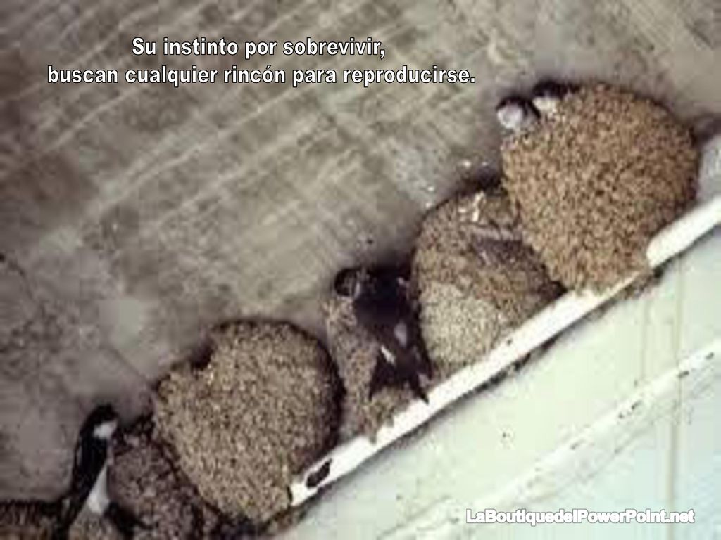 Su instinto por sobrevivir, buscan cualquier rincón para reproducirse.