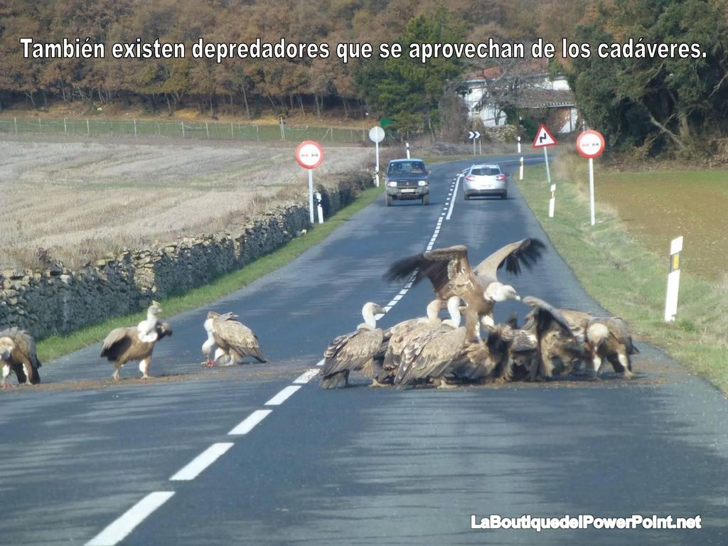 También existen depredadores que se aprovechan de los cadáveres.