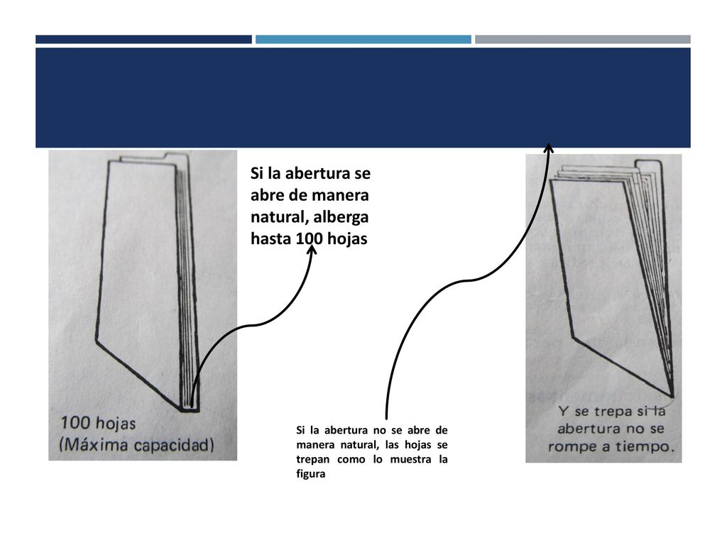 Si la abertura se abre de manera natural, alberga hasta 100 hojas