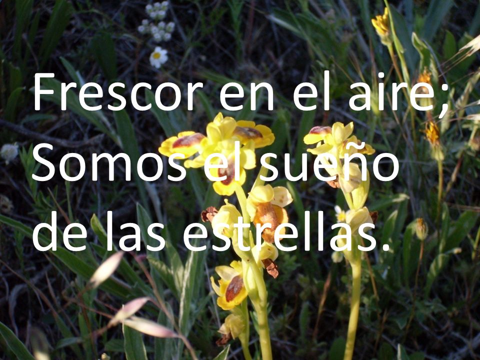 Frescor en el aire; Somos el sueño de las estrellas.