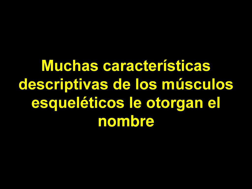 Muchas características descriptivas de los músculos esqueléticos le otorgan el nombre