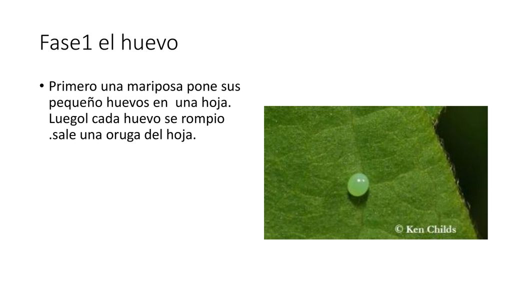 Fase1 el huevo Primero una mariposa pone sus pequeño huevos en una hoja.