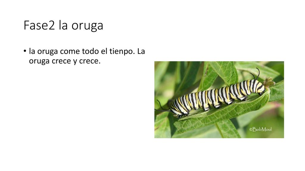 Fase2 la oruga la oruga come todo el tienpo. La oruga crece y crece.