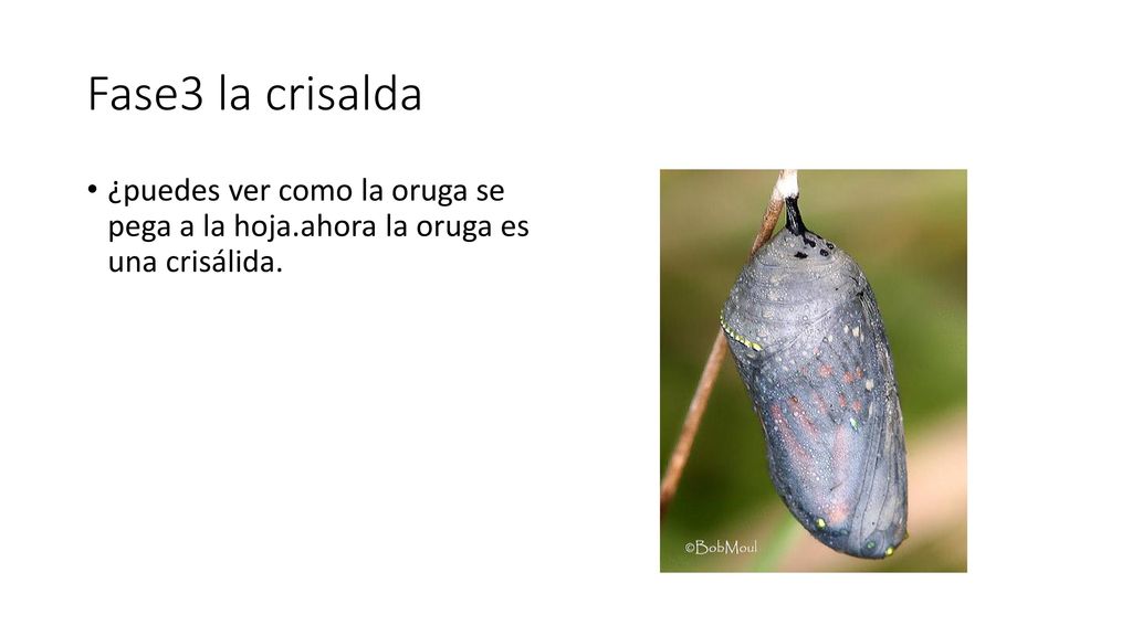 Fase3 la crisalda ¿puedes ver como la oruga se pega a la hoja.ahora la oruga es una crisálida.