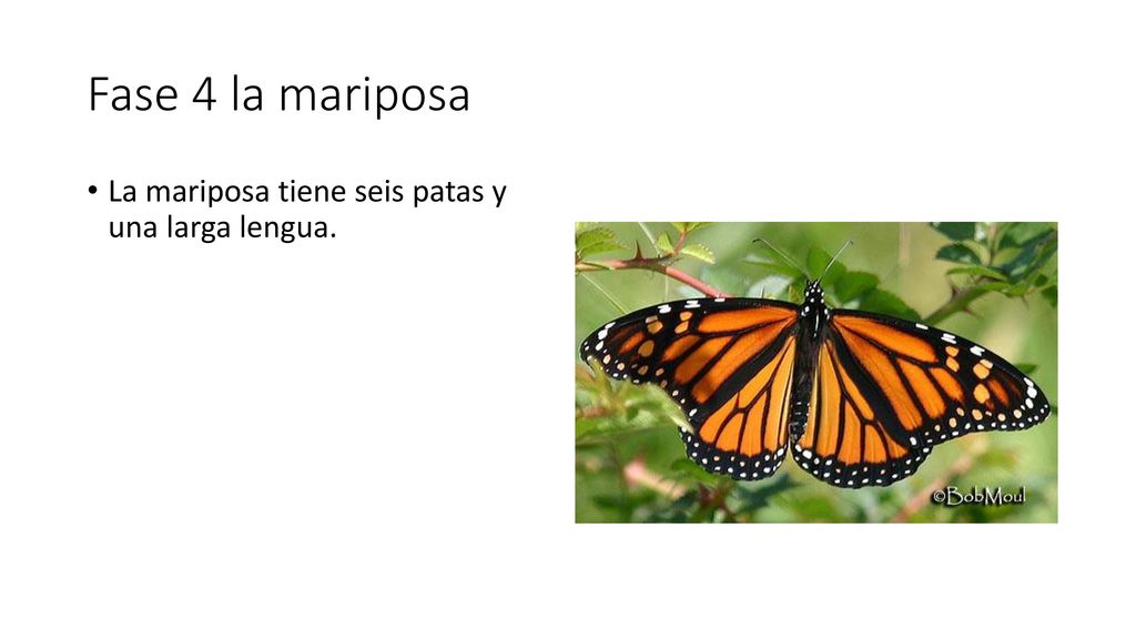 Fase 4 la mariposa La mariposa tiene seis patas y una larga lengua.