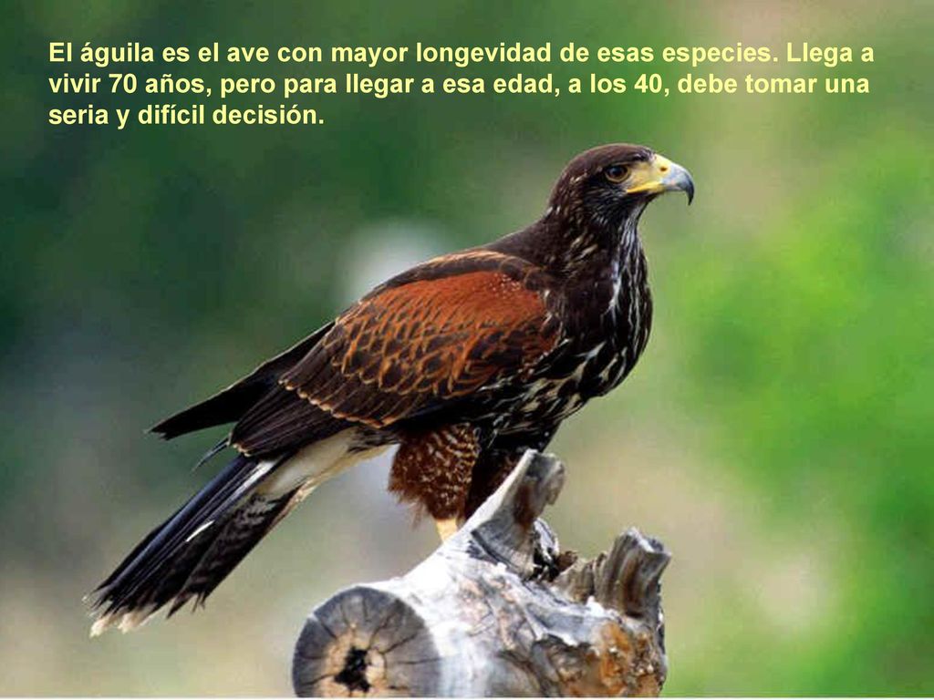 El águila es el ave con mayor longevidad de esas especies