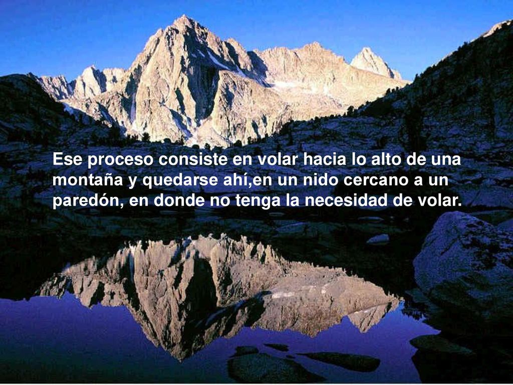 Ese proceso consiste en volar hacia lo alto de una montaña y quedarse ahí,en un nido cercano a un paredón, en donde no tenga la necesidad de volar.