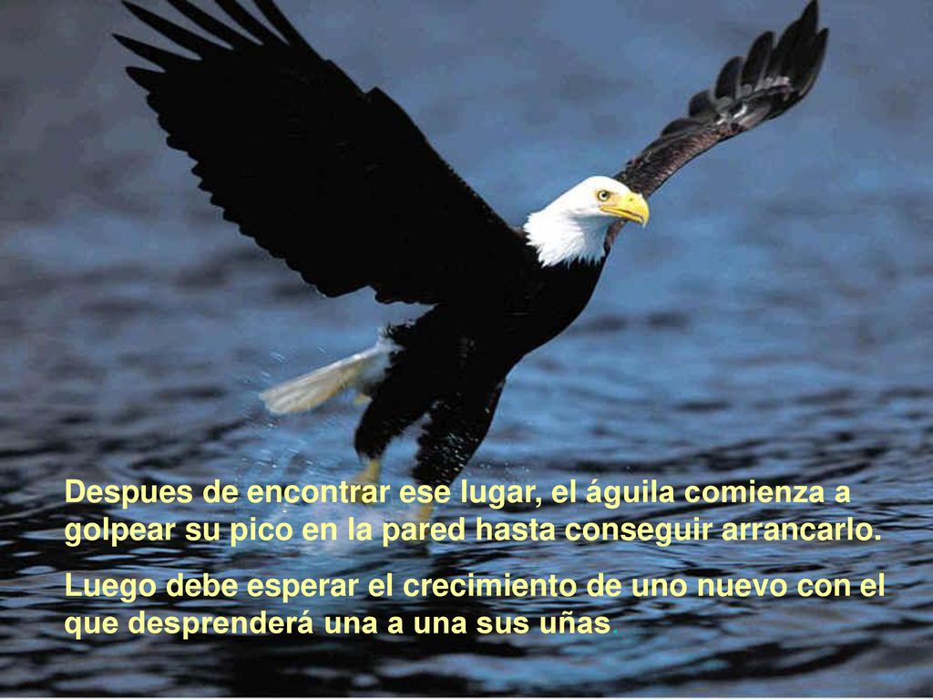 Despues de encontrar ese lugar, el águila comienza a golpear su pico en la pared hasta conseguir arrancarlo.