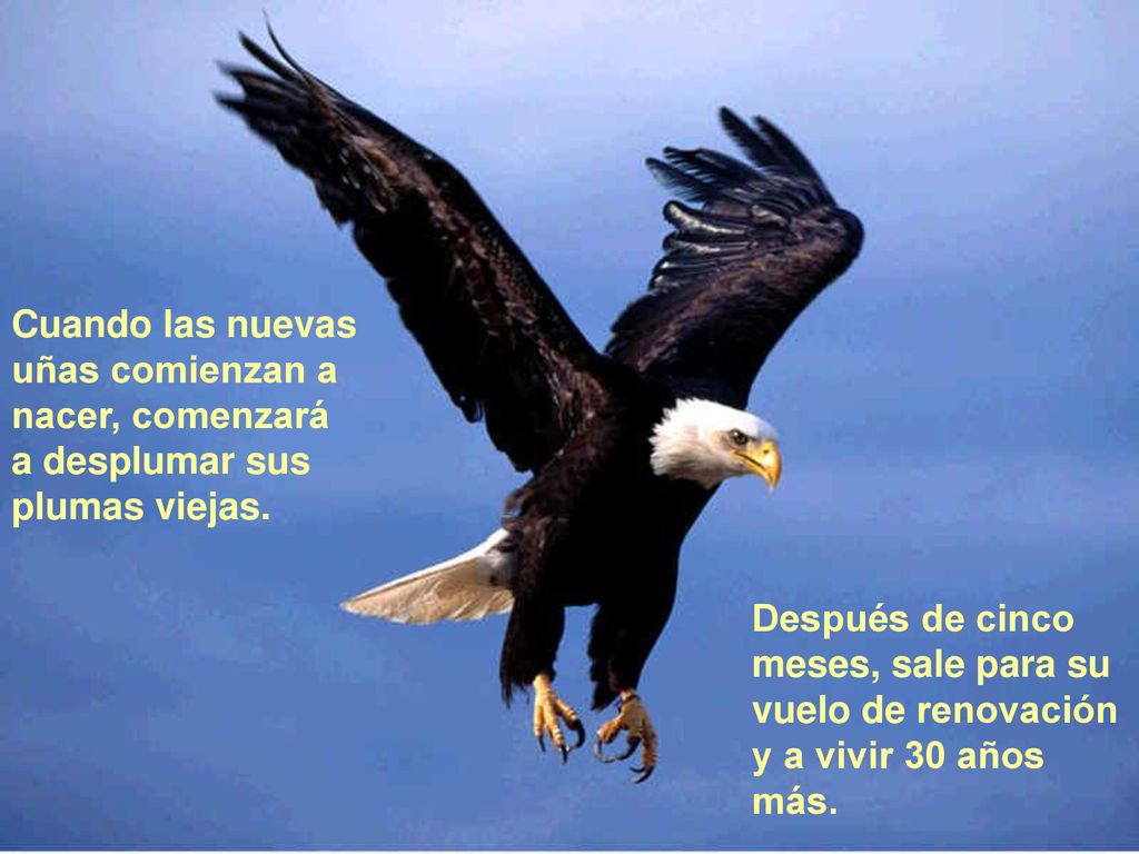 Cuando las nuevas uñas comienzan a nacer, comenzará a desplumar sus plumas viejas.