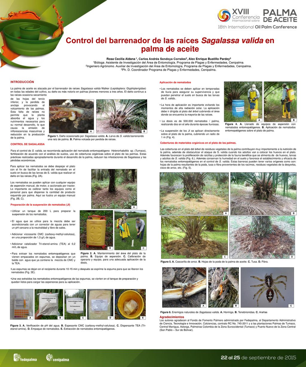 3Ph. D. Coordinador Programa de Plagas y Enfermedades, Cenipalma.