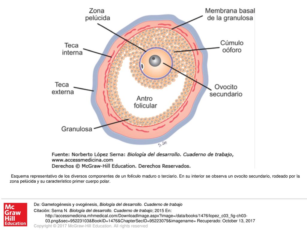Esquema representativo de los diversos componentes de un folículo maduro o terciario. En su interior se observa un ovocito secundario, rodeado por la zona pelúcida y su característico primer cuerpo polar.