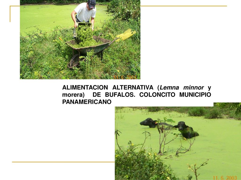 ALIMENTACION ALTERNATIVA (Lemna minnor y morera) DE BUFALOS