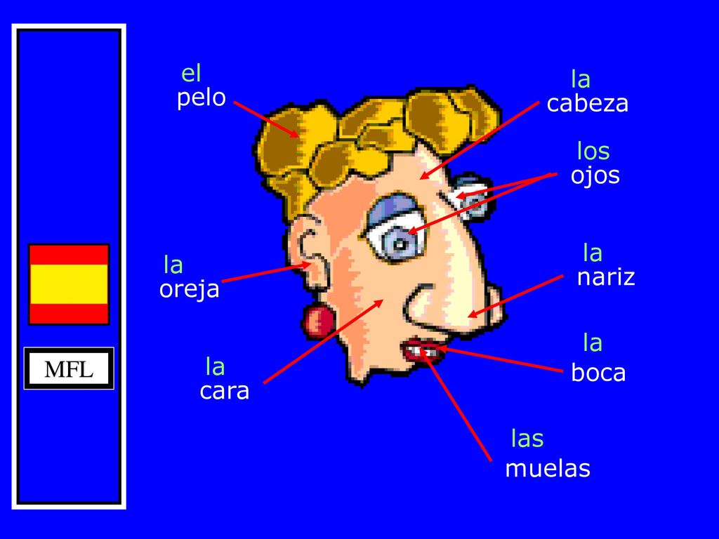 el la pelo cabeza los ojos la la nariz oreja la la MFL boca cara las muelas