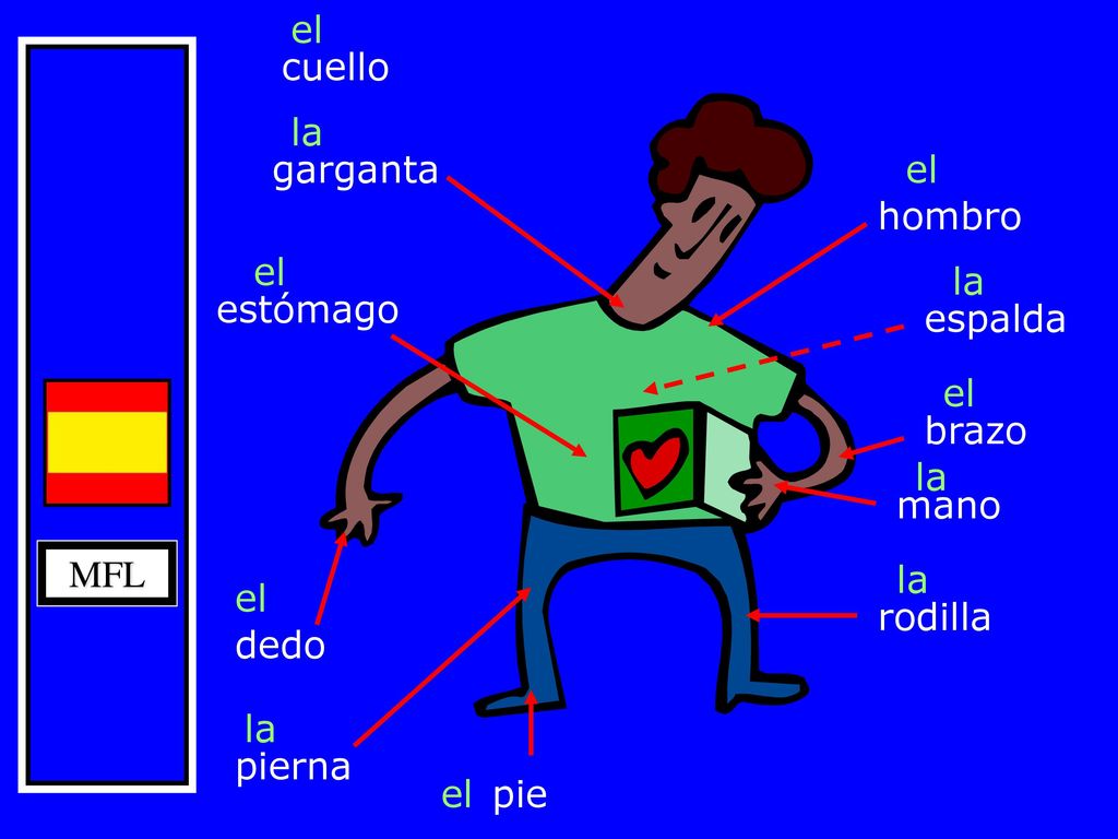 el cuello. la. garganta. el. hombro. el. la. estómago. espalda. el. brazo. la. mano. MFL.