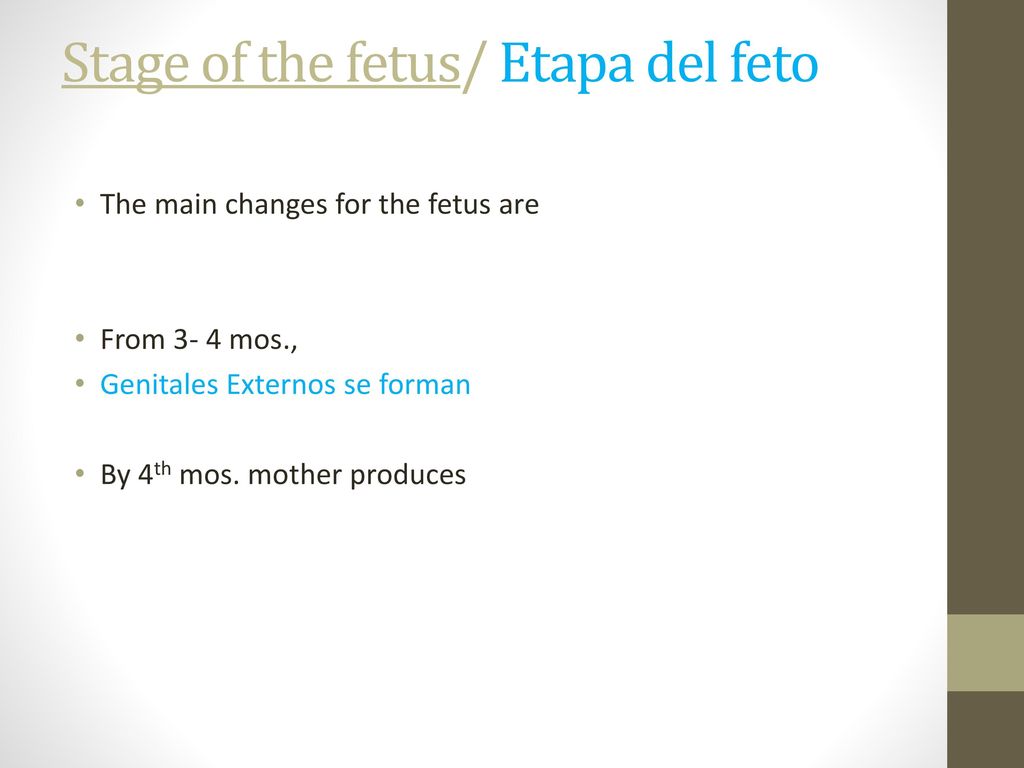 Stage of the fetus/ Etapa del feto