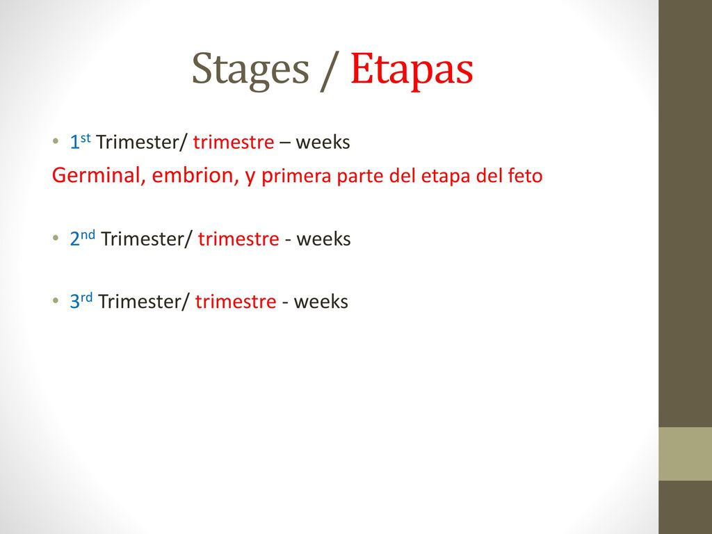 Stages / Etapas Germinal, embrion, y primera parte del etapa del feto