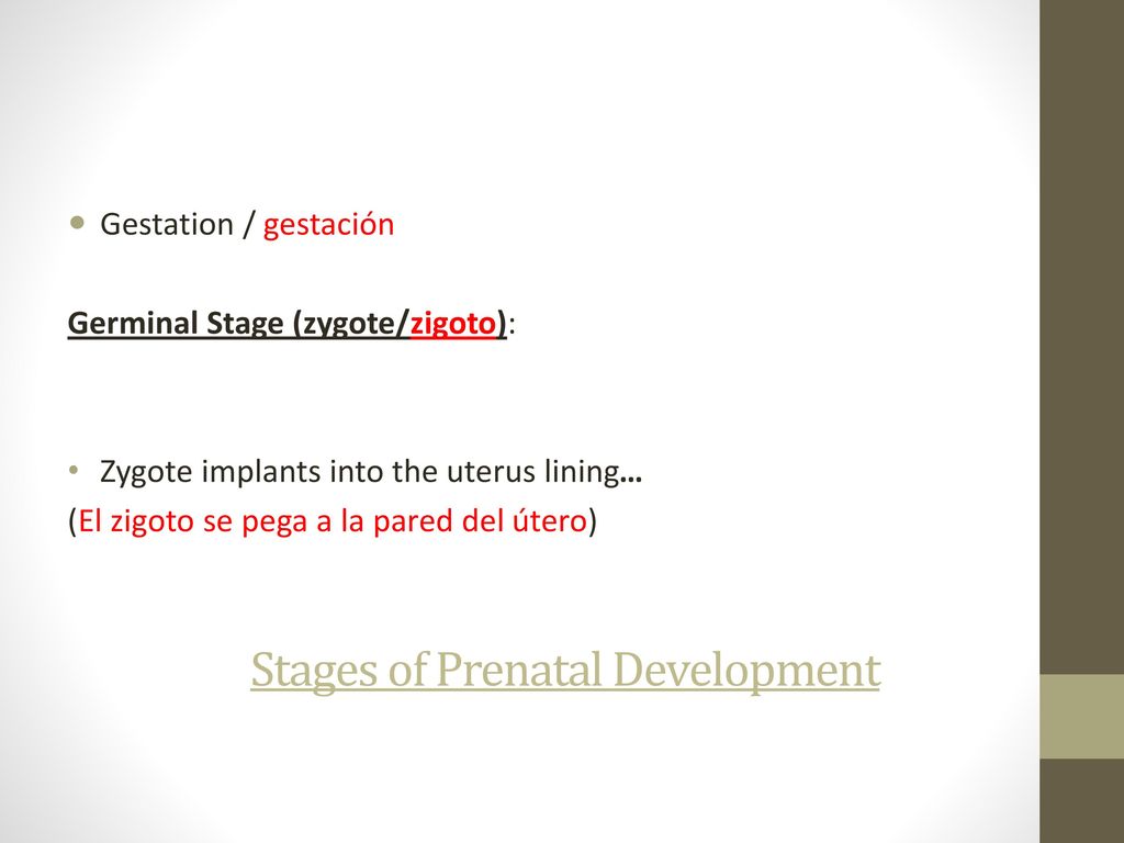 Stages of Prenatal Development