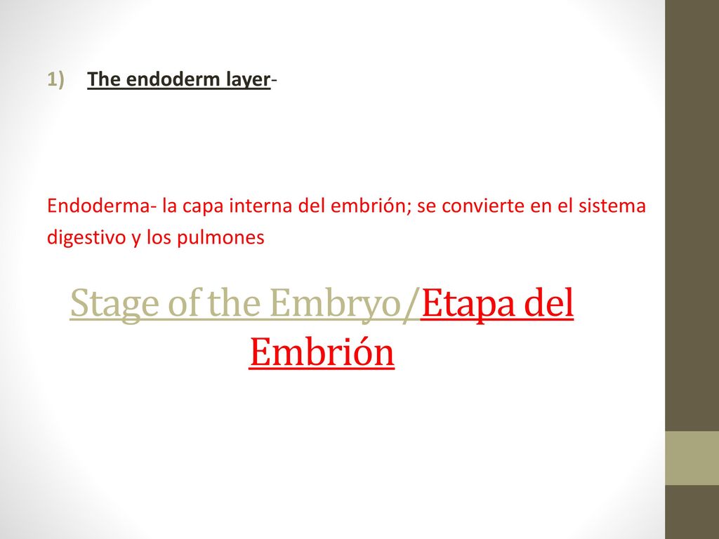 Stage of the Embryo/Etapa del Embrión